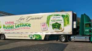 Lettuce Marketing Success