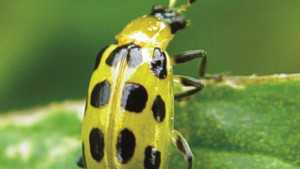 Protecting Melons Against  Bacterial Wilt