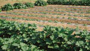 Ecological Farming Association Conference Nears