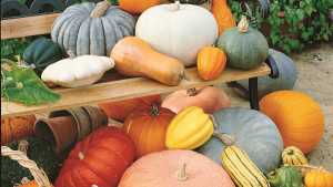 Squash Varieties From Seeds By Design
