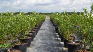 Michigan Fruit Growers Optimistic For 2013