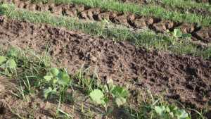 New Definition For “Superweed” Offered