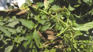 Pest Of The Month: Tomato Chlorotic Virus