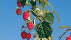 New Caneberry Production Manual