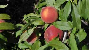 Date Set For Final Hearing On Florida Peach Marketing Order