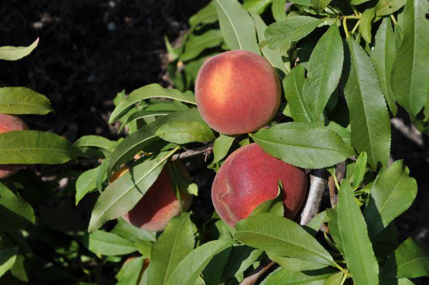 Date Set For Final Hearing On Florida Peach Marketing Order