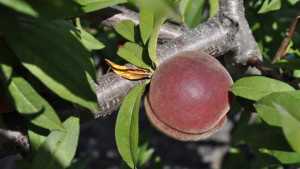 12 Promising Peach Cultivars For Florida