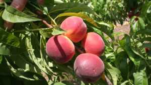American and Western Fruit Grower’s 2014 Top Stone Fruit Growers