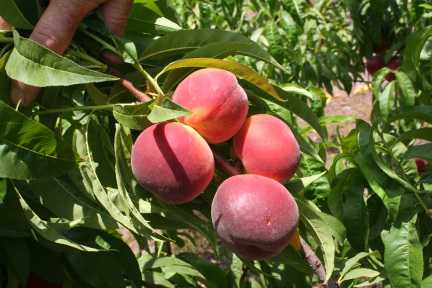 Southeast Fruit And Vegetable Conference Focuses On Food Safety