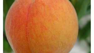 Professor To Florida Growers: Peaches Can Be Profitable In 3 Years