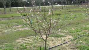 Site Selection Solutions For Peaches