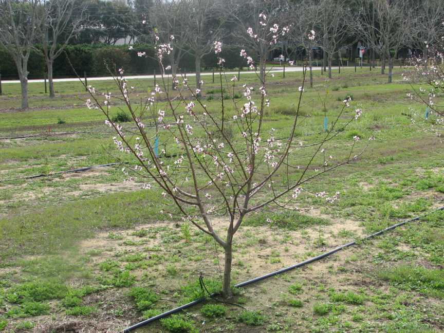 Site Selection Solutions For Peaches
