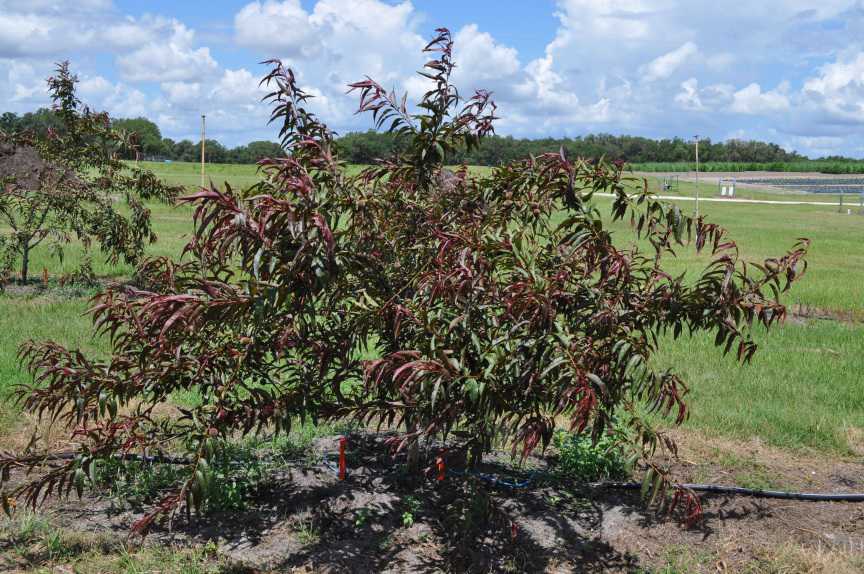 Strong Roots = Better Fruits