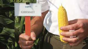 Syngenta Seeds, Benton Harbor, MI, New Variety