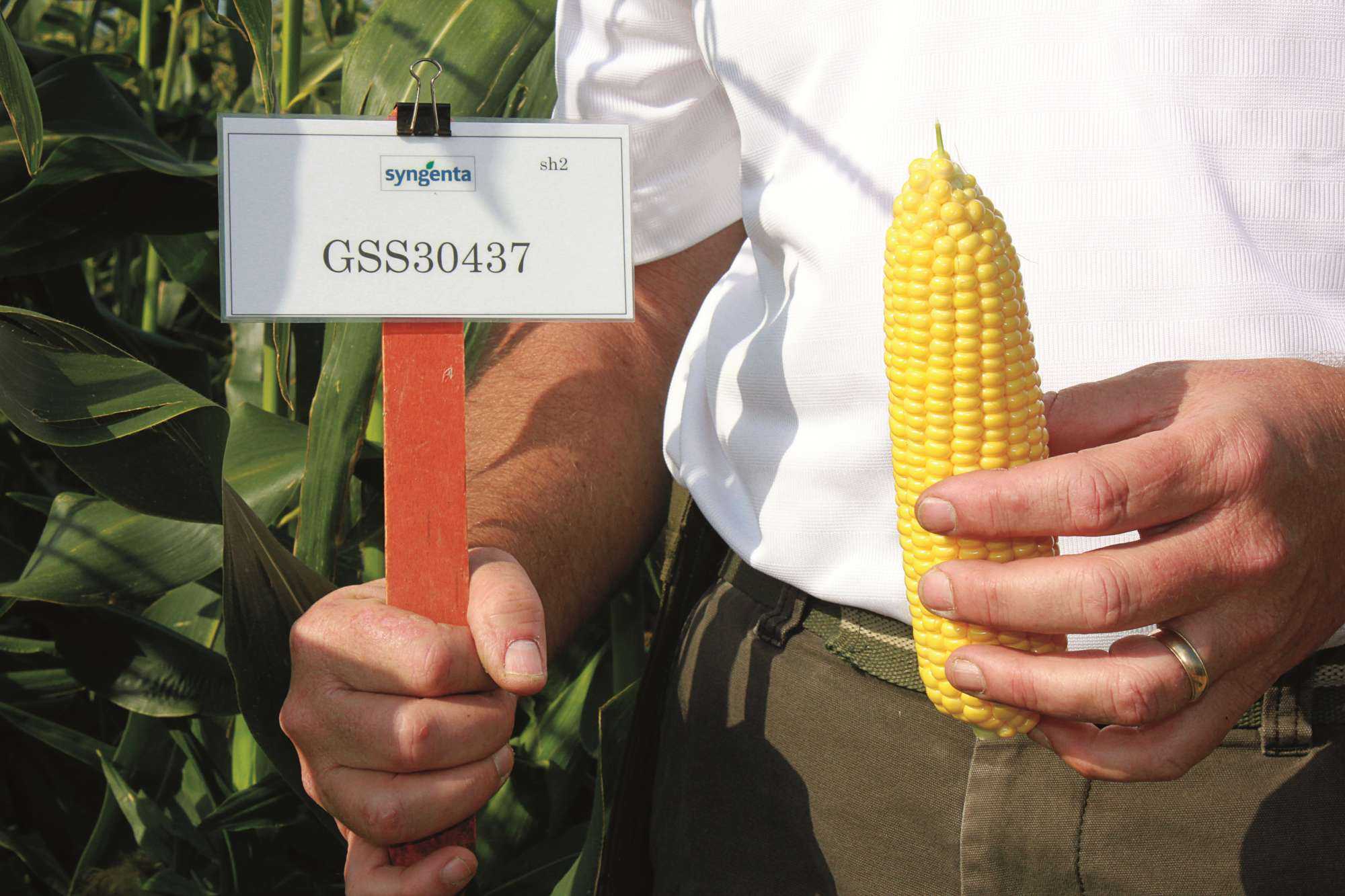 Syngenta Seeds, Benton Harbor, MI, New Variety