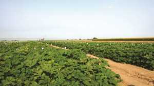 Welcome To The 2012 Seed Variety Trials