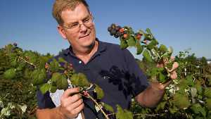 Freak Accident Takes Life of Popular Berry Breeder