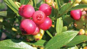 New Blueberries Gain Interest