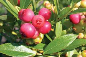 New Blueberries Gain Interest