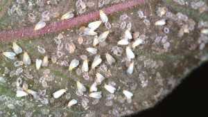 Reduce Greenhouse Whitefly Destruction On Tomatoes