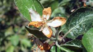 Michigan Apple Growers Wary Of Weather