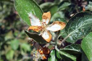 Michigan Apple Growers Wary Of Weather