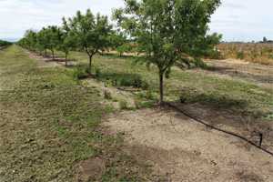 New Herbicide From Syngenta Receives EPA Registration