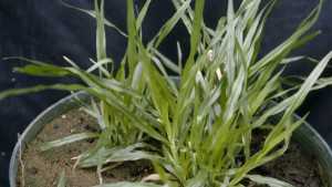 Found In Florida: Notorious Noxious Weed Makes Way To U.S.