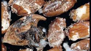 Knock Down Navel Orangeworm In Pistachios And Almonds
