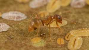 Crazy Ants On The March
