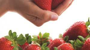New Strawberry Star Is Born