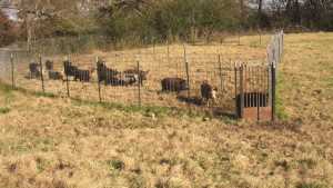 Put Feral Pigs In Their Place