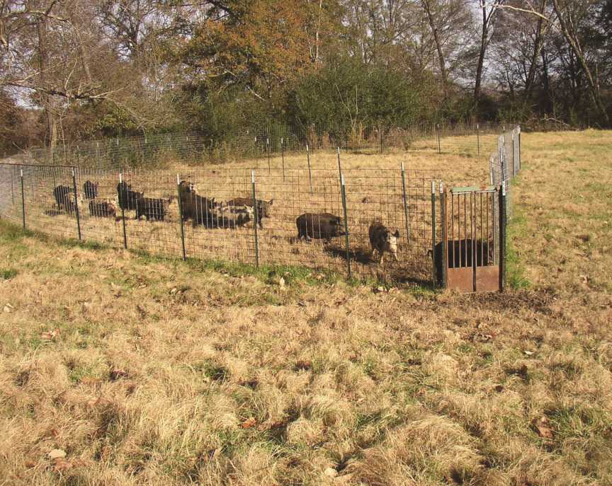 Put Feral Pigs In Their Place