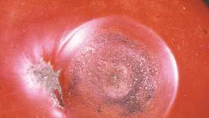 Pest Of The Month: Anthracnose of Tomato