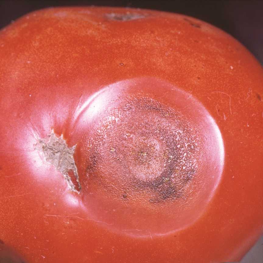 Pest Of The Month: Anthracnose of Tomato