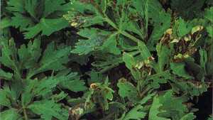 Pest Of The Month: Bacterial Blight Of Celery