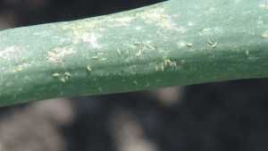 Manage Onion Thrips