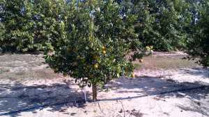 Citrus Fruit Quality Variations Affecting Planting Decisions
