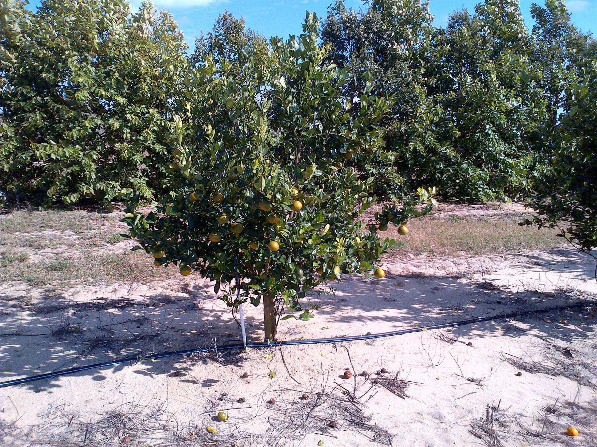 Citrus Fruit Quality Variations Affecting Planting Decisions