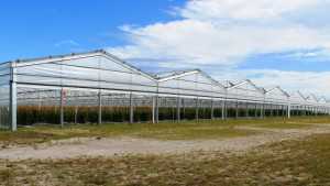 Lipman Goes Under Cover With Large-Scale Greenhouse Installation