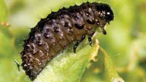 Study: Invasive Beetle Posing Bigger Threat Than First Thought