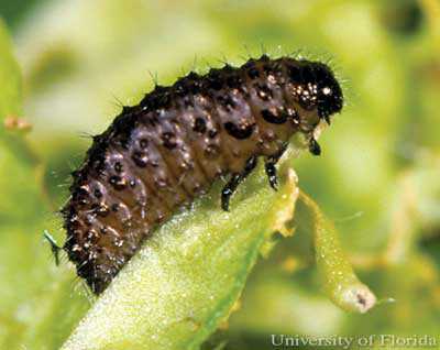 Study: Invasive Beetle Posing Bigger Threat Than First Thought