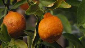 Rapid Evaluation Concept For Citrus Growing Up Fast