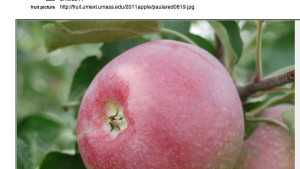 New Website Aids In Variety Selection