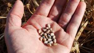Tepary, The ‘Uncommon’ Bean: Ready For Prime Time?