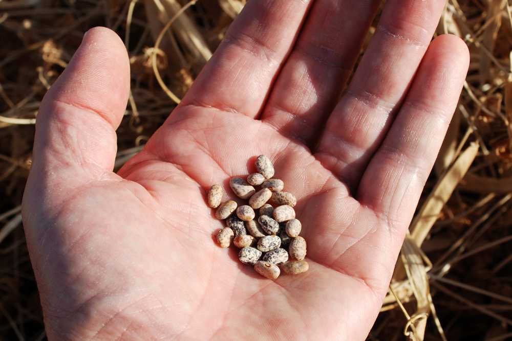 Multistate Land-Grant University Research Project Contributes To Domestic And International Dry Bean Industry