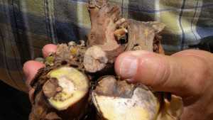 Global Discussion On Vineyard Trunk Diseases
