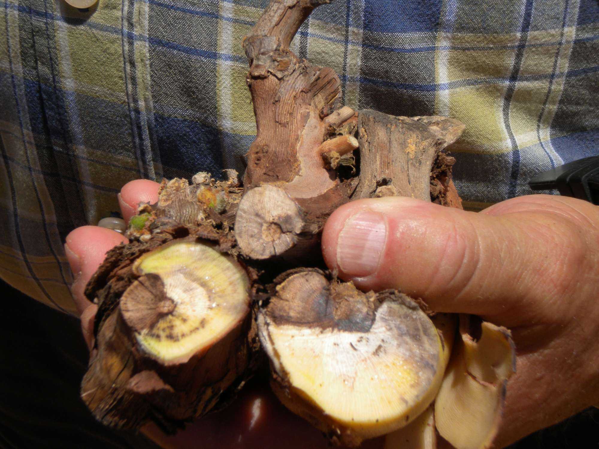 Global Discussion On Vineyard Trunk Diseases