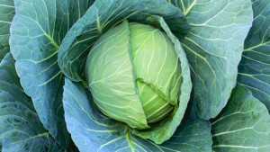 The Latest Vegetable Varieties From American Takii