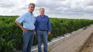 Lipman Gears For Growth In Challenged Tomato Market